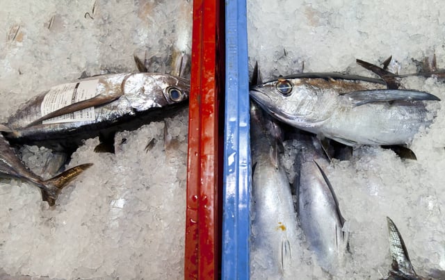 Des thons albacores, dans la région albacore de Cantabrie.