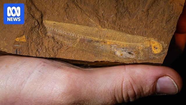 Man holds rock with fossil fish.