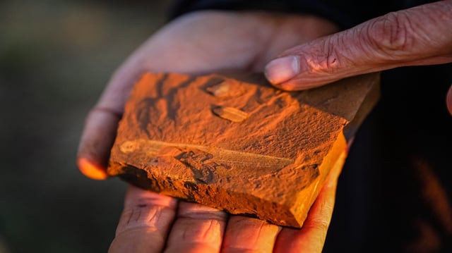 15-million-year-old fossilised freshwater fish.  15-million-year-old fossilised freshwater fish.