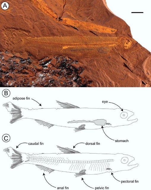 Habitus and fin positions of Ferruaspis brocksi. Scale bar - 8 mm. Image credit: McCurry et al., doi: 10.1080/02724634.2024.2445684.