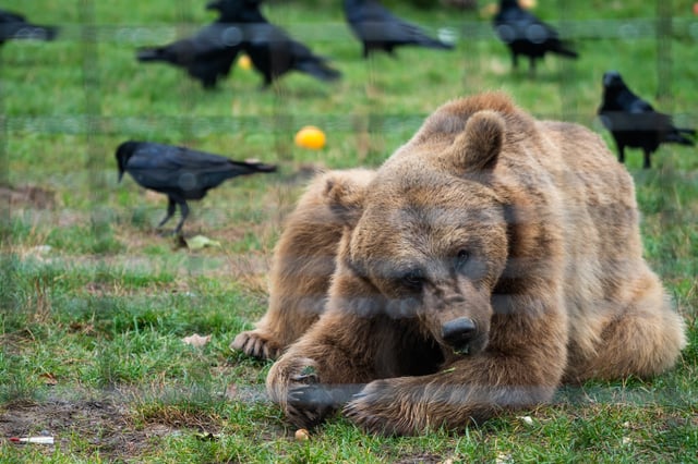 A brown bear rests at the Libearty Bear Sanctuary in Zarnesti, 180 km north of Bucharest, Romania, on October 16, 2024.