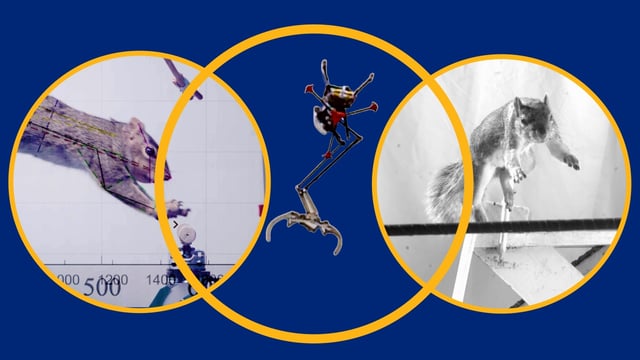 Biologists studying the biomechanics of leaping squirrels helped to inspire engineers who redesigned a one-legged robot to leap from one narrow perch to another with the agility of a squirrel.