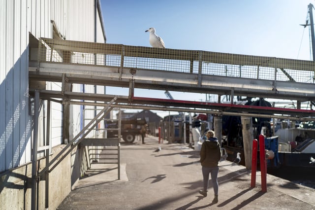 A seagull sits on a seafood processing plant conveyer belt in the Port of Galilee, a fishing village in Narragansett, R.I., Wednesday, Jan. 15, 2025. (AP Photo/David Goldman)