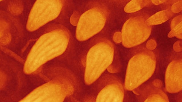 t the 12th day of incubation, feather buds exhibit longitudinal domains of cell density that correspond to the barbs of the future down feather. © Rory Cooper & Michel Milinkovitch (CC BY)