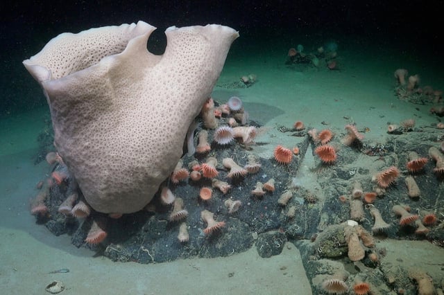 Researchers found thriving ecosystems as far as 1300 feet deep.