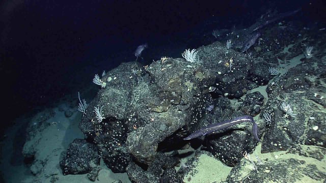 Credit: NOAA Okeanos Explorer Program