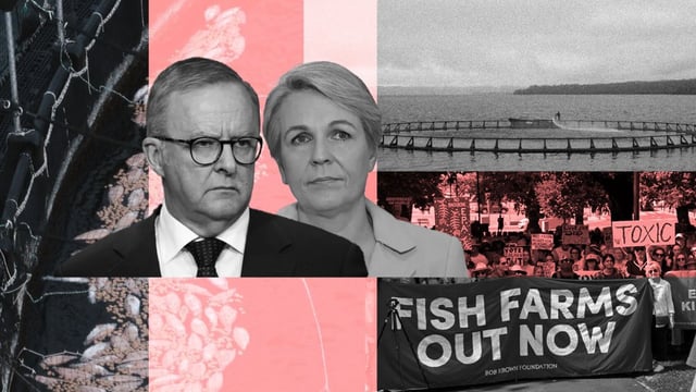 Anthony Albanese and Tanya Plibersek (Image: Private Media/Zennie)