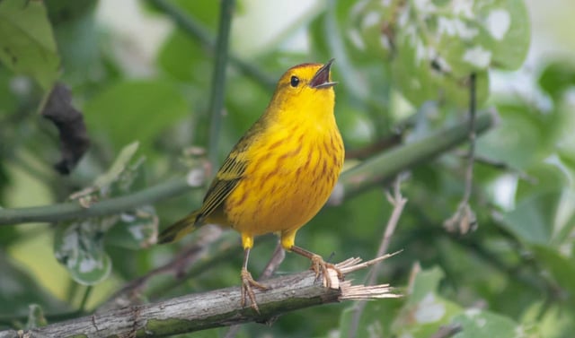 Galapagos Yellow Warbler (Credit: Alper Yelimlies)
