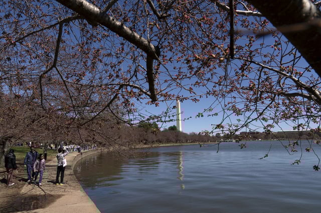 Visitors walk in Tidal Basin as cherry trees begin to bloom, Friday, March 21, 2025 in Washington.