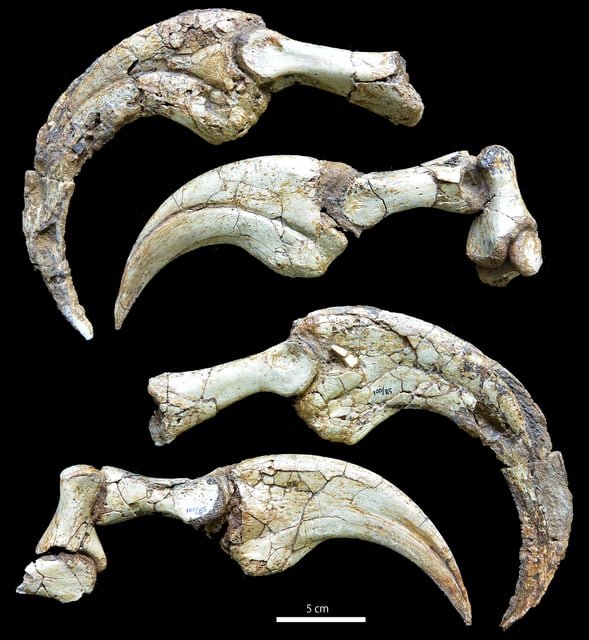An image shows the hand claws of Cretaceous dinosaur Duonychus tsogtbaatari, whose fossils were unearthed in Mongolia, in this image obtained by Reuters on March 25, 2025. Kobayashi et al/iScience/Handout via REUTERS