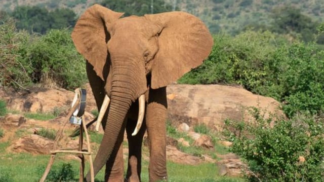African Elephant with GPS tracker. Credit Jane Wynyard (Save The Elephants).