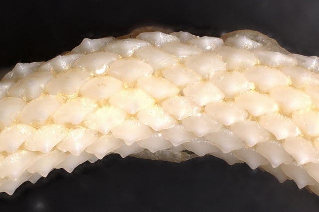 A rig shark's flat, platelike teeth are seen in the University of Auckland experiment conducted between May 2021 and April 2022.