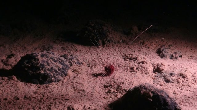 Scientists in Britain assessed the lasting impact of one of the oldest known mining tracks in the vast Clarion-Clipperton Zone (CCZ), stretching between Hawaii and Mexico