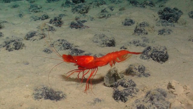 Potato-sized mineral nodules at the bottom of the Pacific Ocean, which form over millions of years, are once again a target for deep-sea mining companies