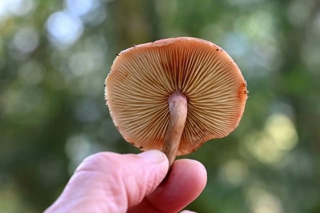 Fungi are the lifeblood of most plants and underpin ecological diversity on Earth
