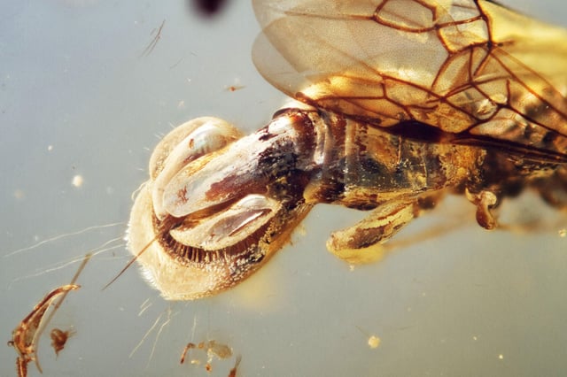 A closer view of Sirenobethylus charybdis shows the Venus flytrap-like structure on the wasp's abdomen.