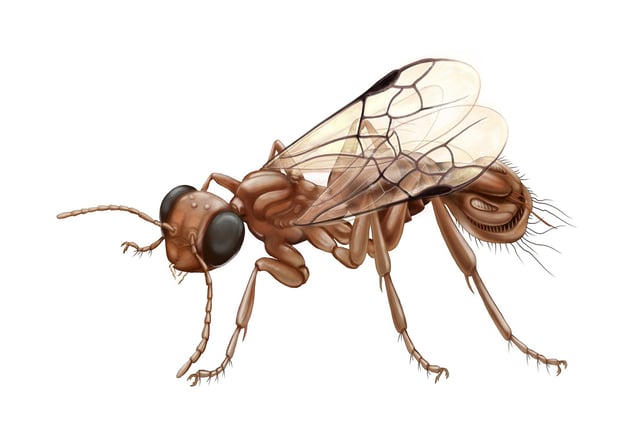 A reconstruction of Sirenobethylus charybdis illustrates the wasp's bizarre grasping structure.