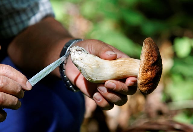 Mushroom picker Roberto Sabelli cleans a mushroom during a mushroom festival in Rocca Priora, 40 km (25 miles) south of Rome, September 4, 2010. At least 18 mushroom-lovers have been killed in accidents while hunting for their favorite fungi in the mountains and forests of northern Italy.  REUTERS/Alessia Pierdomenico/File Photo