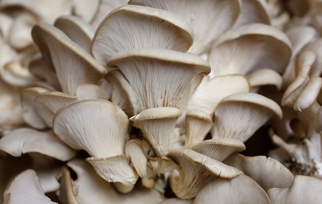Oyster mushrooms ready for delivery are seen at the "Bunker Comestible", the "edible bunker", in Strasbourg, France, February 19, 2018. REUTERS/Vincent Kessler/File Photo