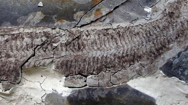 The fossil Keurbos susanae - or Sue - in the rock.