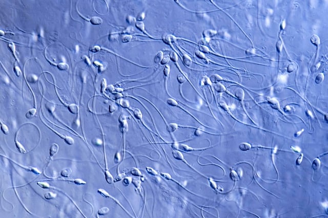 Chaque paillette, des petites cartouches de la taille d’un stylo bic, peuvent contenir plusieurs millions de spermatozoïdes.
