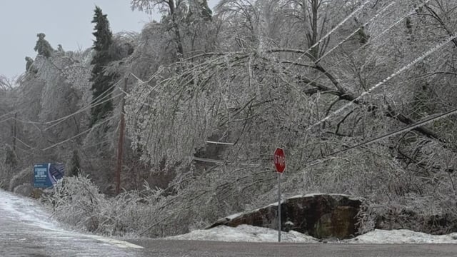 Bent tree limbs in Canada due to ice accretions on March 31, 2025