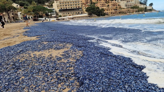 Millionen von Segelquallen werden derzeit an die Strände von Mallorca angespült. 