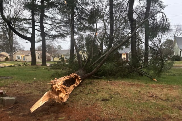 A broken tree rests in a yard after a storm in Howell, Michigan, Sunday, March 30, 2025.