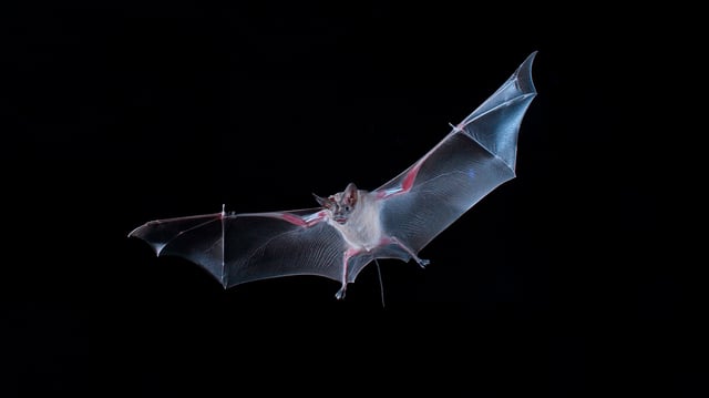 The Greater mouse-tailed bat flies through the night sky, searching for insects.