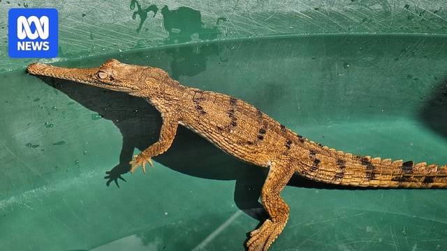 Crocodile on a green background.