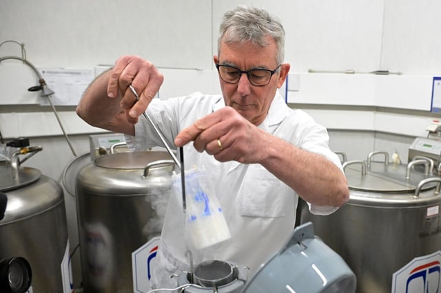 Un technicien prépare des flacons contenant du sperme congelé dans de l’azote liquide au Centre d’étude et de conservation des ovocytes et du sperme humains (CECOS) du CHU de Rennes.