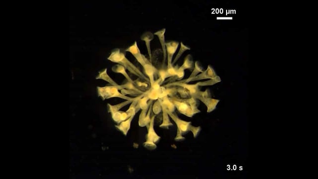 Dynamic colony of Stentor individuals. Credit: Shekhar et al., Nature Physics, 2025