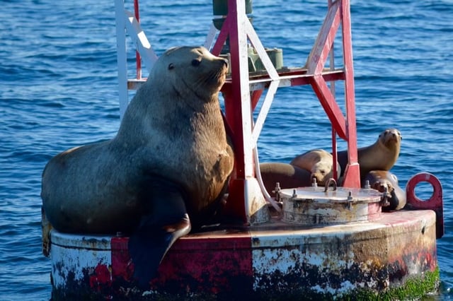 Buoys that line the California coastline are proposed to be removed and replaced with “virtual” buoys, including this one off Long Beach’s harbor, where a massive Stellar Sea Lion is shown next to smaller California sea lions. (Photo courtesy of Erik Combs)