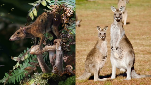 Left: Dryolestes, a Late Jurassic relative of the Cretaceous therians; Right: Kangaroos, modern-day relatives of the therians.