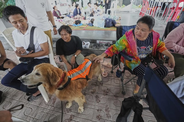 K9 named Safari work as an emotional support with Relatives of workers of a high-rise building under construction that collapsed in Bangkok, Thailand, Monday, March 31, 2025, (AP Photo/Sakchai Lalit)