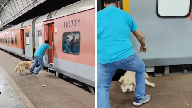 The chilling video shows the moment the helpless dog slipped under the train.