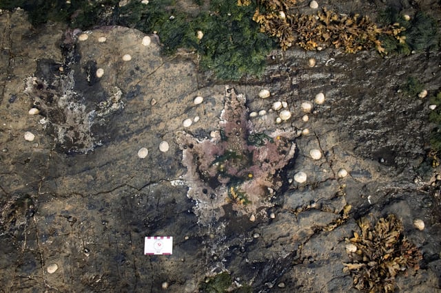 A pair of fossilized footprints left by meat-eating dinosaurs from the dinosaur family called megalosaurs are seen at Prince Charles Point on the Isle of Skye, Scotland, in this undated photo released on April 2, 2025. Paige E. de Polo/Handout via REUTERS