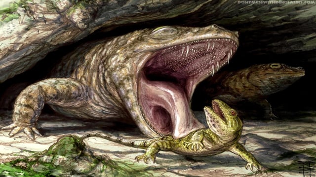 The Early Permian dissorophid Cacops displays its fearsome dentition as it preys on the hapless reptile Captorhinus.