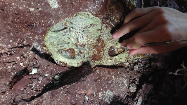 A skull of Buettnererpeton bakeri 'sees' the light for the first time in 230 million years. This side of the specimen was uncovered in the fossil preparation lab at the University of Wisconsin Geology Museum.