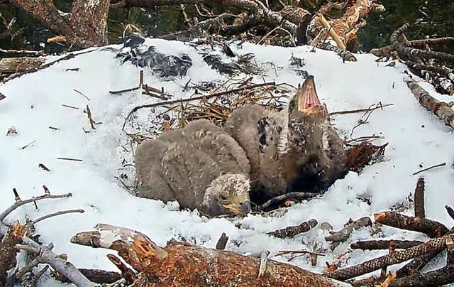 One of the newly named eaglets, Sunny, chirps while waiting for food with sibling Gizmo in the Big Bear nest on Wednesday, April 2, 2025. (Screenshot courtesy of Friends of Big Bear Valley)