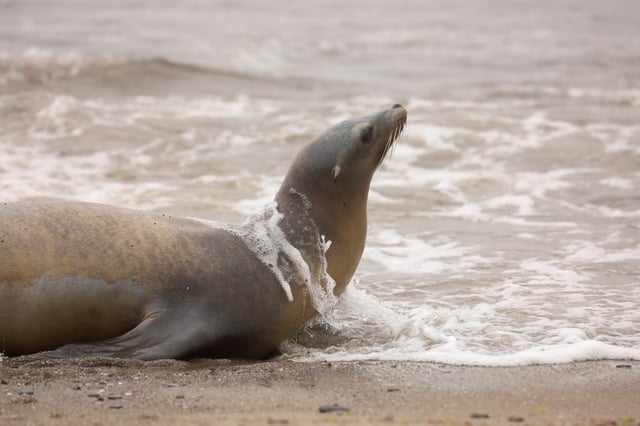 A sea lion with apparent domoic acid poisoning lies on a beach in Ventura, California, U.S. August 23, 2022.
