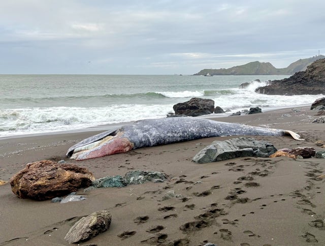 A 36-foot dead female gray whale rests on sand at Black Sands Beach in Golden Gate National Recreation Area, north of Shelter Cove, Calif., on Monday, March 31, 2025. Experts from The Marine Mammal Center and partners at the California Academy of Sciences were to perform a necropsy, or animal autopsy. A cause of death is not known at on Monday.  (The Marine Mammal Center via Bay City News)