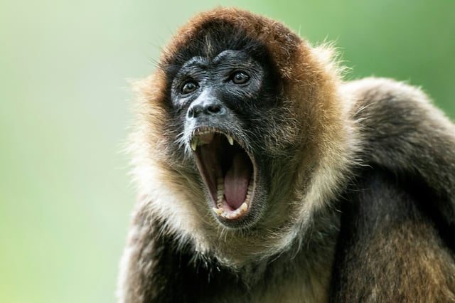 Spider monkeys can hit the widest range of octaves while 'yodelling', easily beating humans