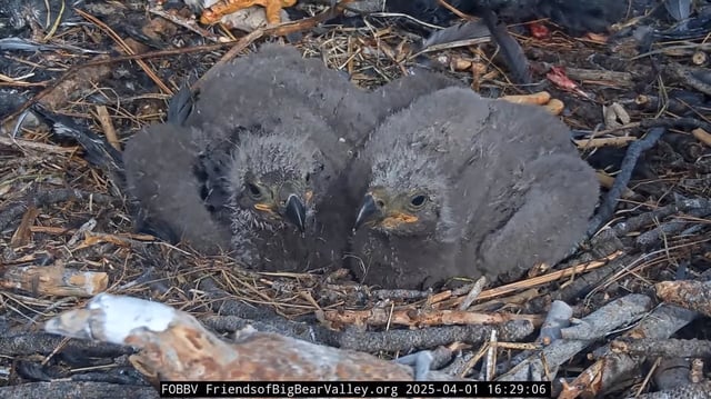 The two chicks of popular bald eagle couple, Jackie and Shadow, have been named Sunny and Gizmo.