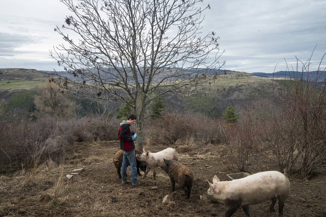 Un membre de la communauté désinfecte les plaies des cochons blessés par les chiens de chasse, à Treynas, le 28 décembre.