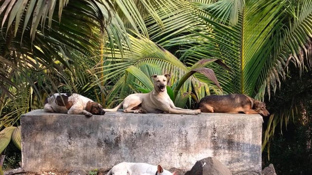 After a decade, the survey focussed on 930 km area (out of a total 2,354km), where it found the stray density of 8.01 per km, which added up to a population of 90,757. This extrapolation was done using yearly sterilization data from 1994 and survival estimates (HT PHOTO)