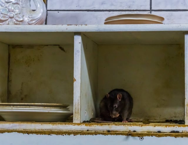 Of those polled, around one in six (16 per cent) saythey have seen vermin such as rats inside their building in the past 12 months (Photo: Charlotte Bleijenberg/Getty Images)