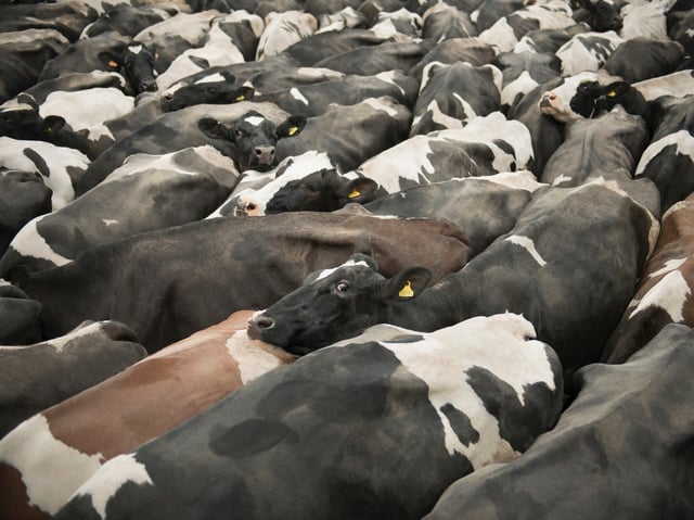 Österreich will sich gegen die Maul- und Klauenseuche schützen. (Symbolbild)