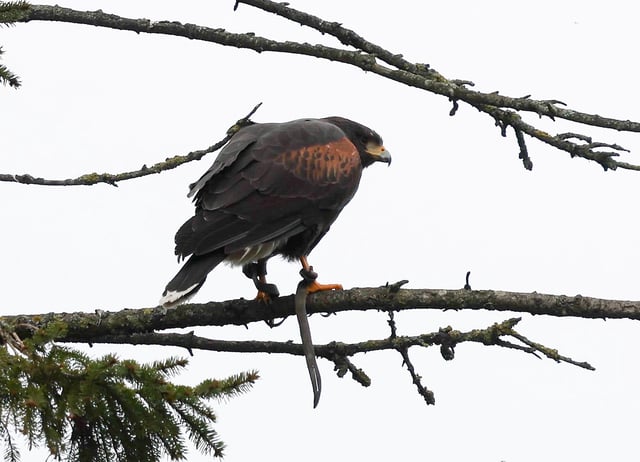 The hawk terrorized the village of Flamstead, Hertfordshire for weeks.