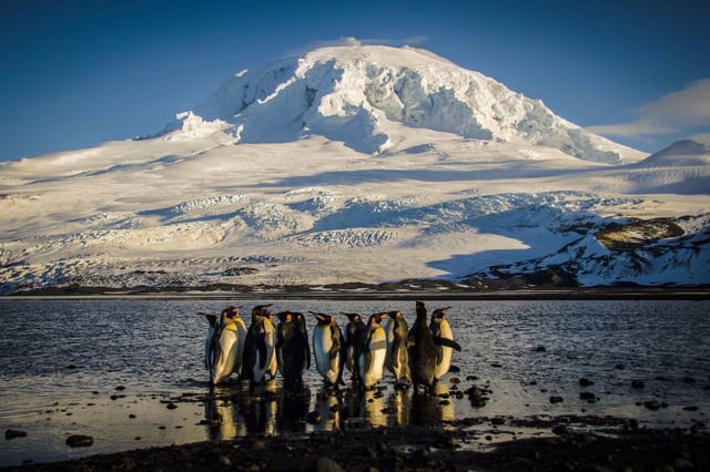 A waddle of King penguins on the shores of Heard Island.